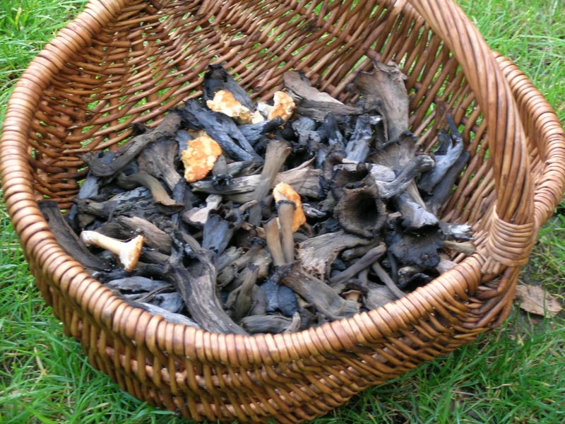 Champignons : Trompette de la Mort